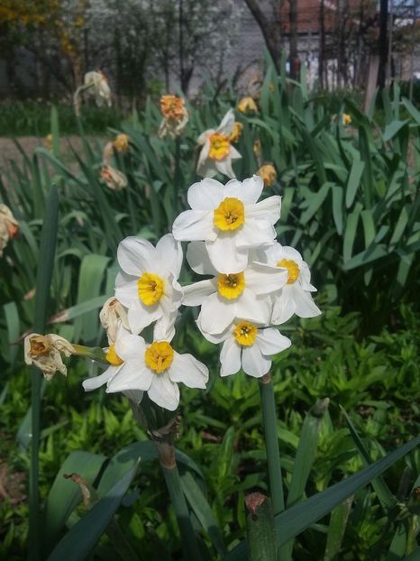  - 2018 - primavara flori