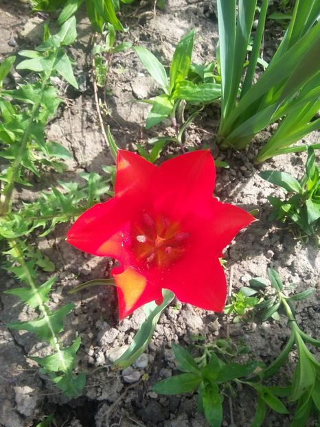  - 2018 - primavara flori