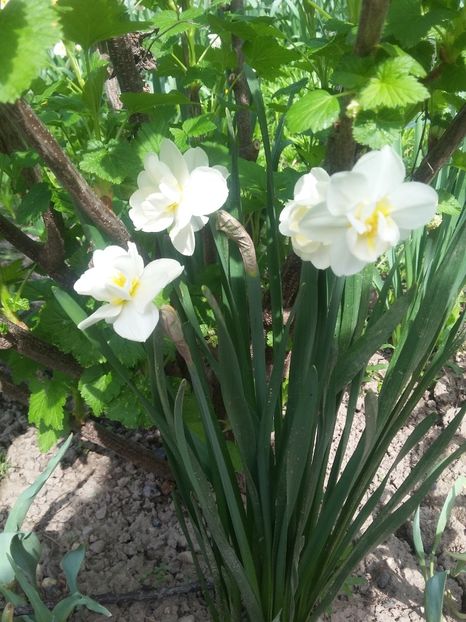  - 2018 - primavara flori