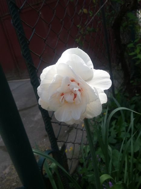  - 2018 - primavara flori