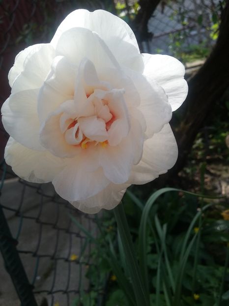  - 2018 - primavara flori