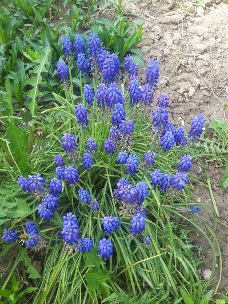  - 2018 - primavara flori