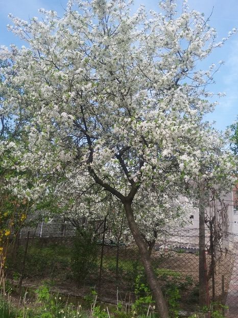  - 2018 - primavara flori