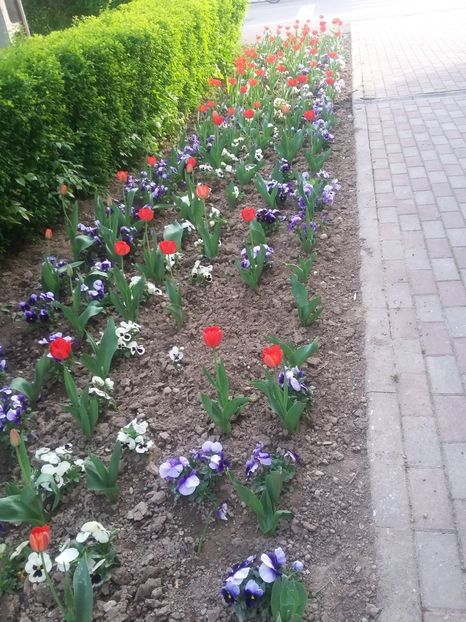  - 2018 - primavara flori