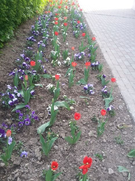  - 2018 - primavara flori