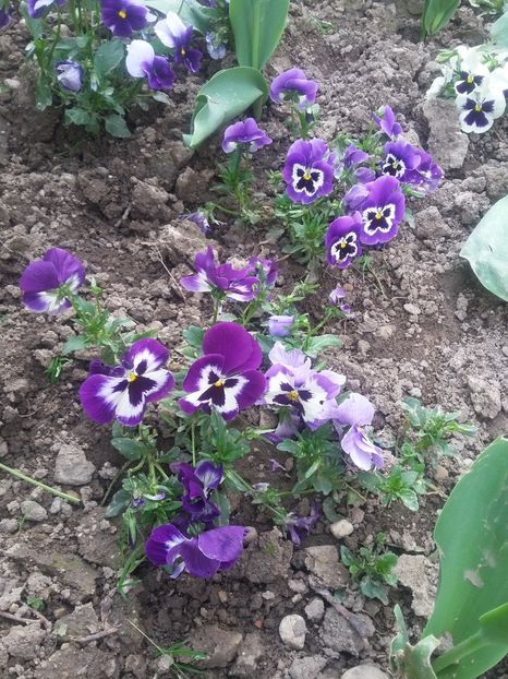  - 2018 - primavara flori