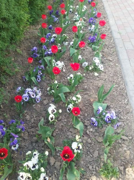  - 2018 - primavara flori