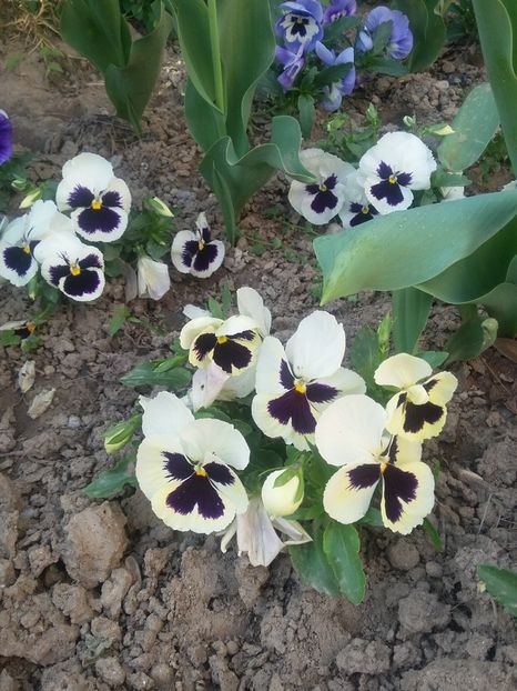  - 2018 - primavara flori