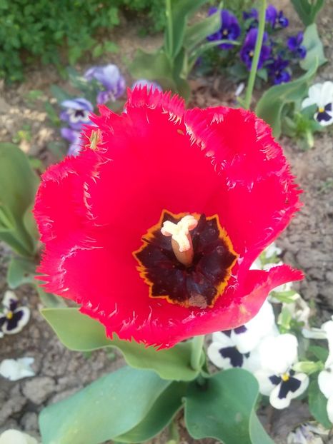  - 2018 - primavara flori