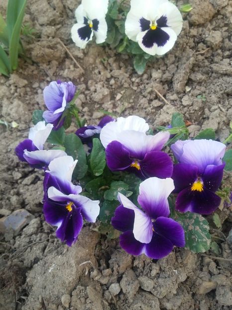  - 2018 - primavara flori