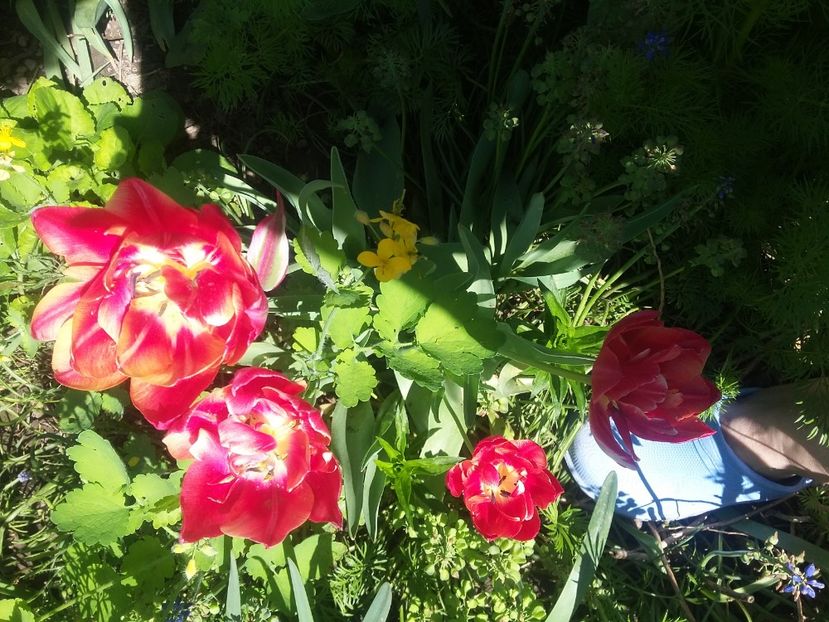  - 2018 - primavara flori