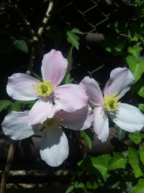  - 2018 - primavara flori