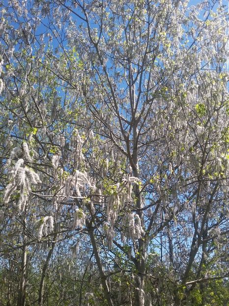  - 2018 - primavara flori