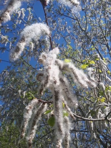  - 2018 - primavara flori