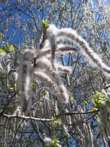  - 2018 - primavara flori