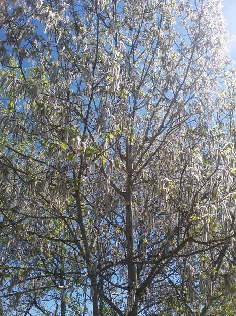  - 2018 - primavara flori