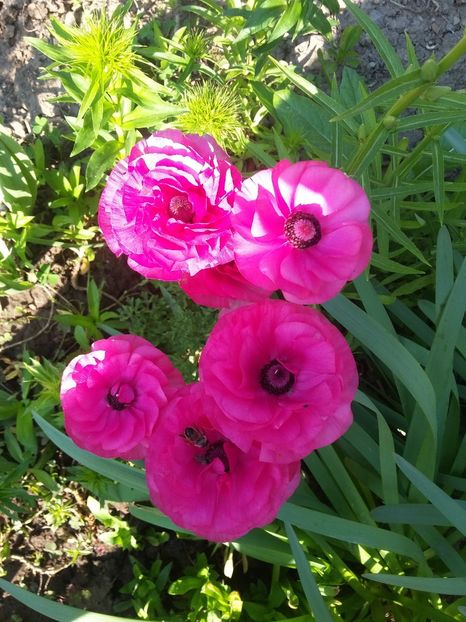  - 2018 - primavara flori