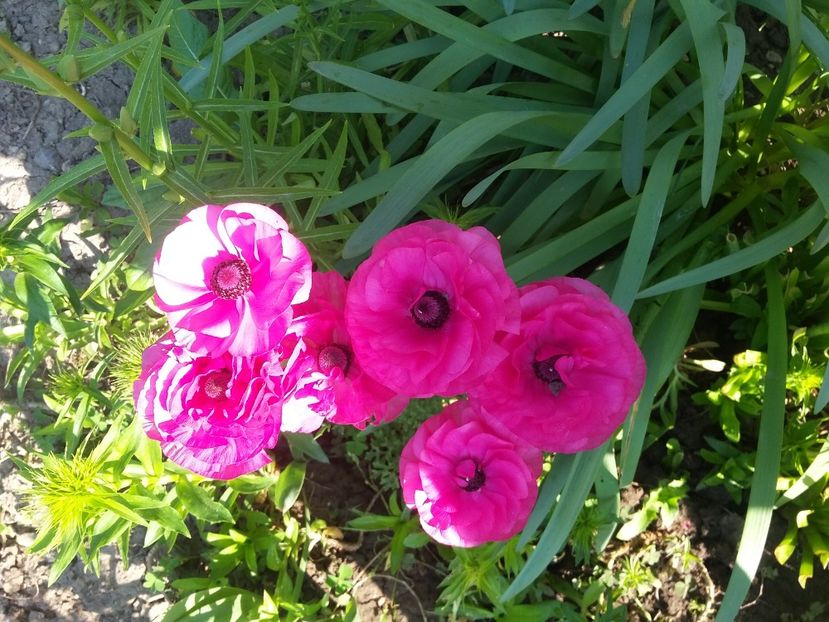  - 2018 - primavara flori