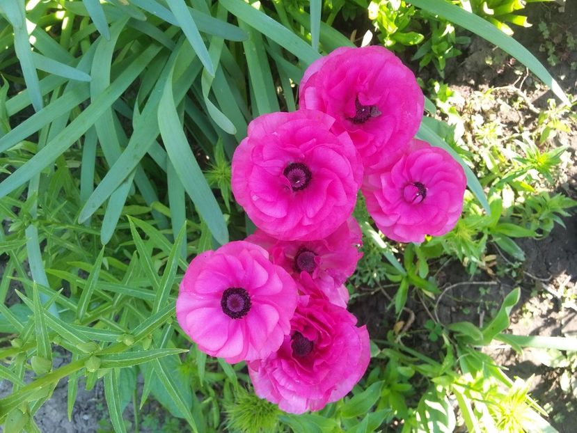  - 2018 - primavara flori