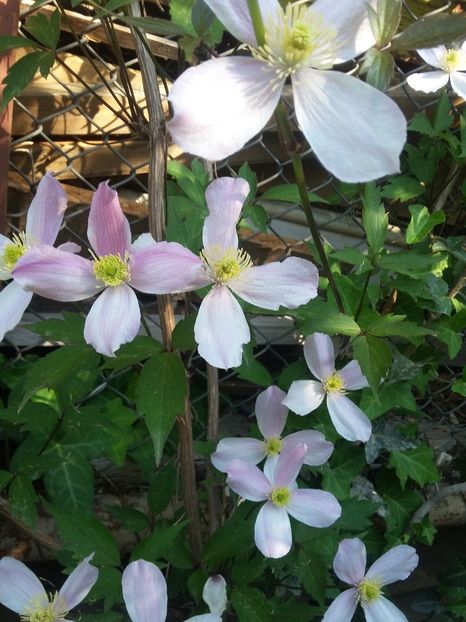  - 2018 - primavara flori