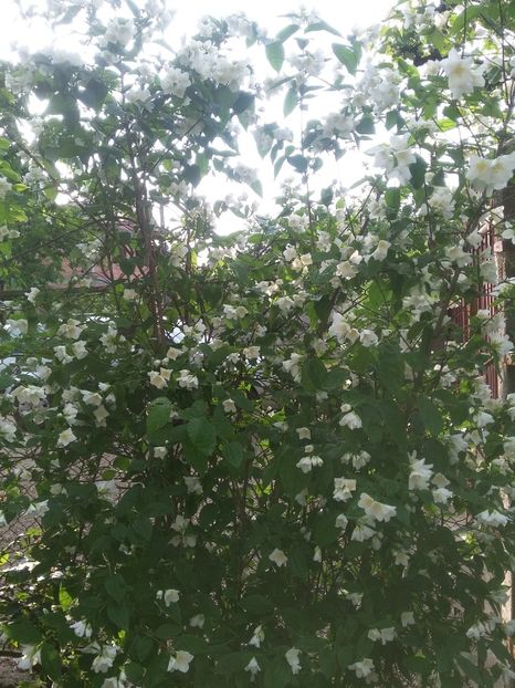  - 2018 - primavara flori