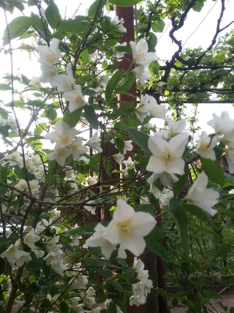  - 2018 - primavara flori