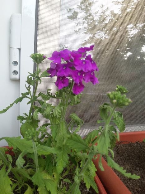  - 2018 - primavara flori