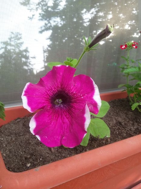  - 2018 - primavara flori