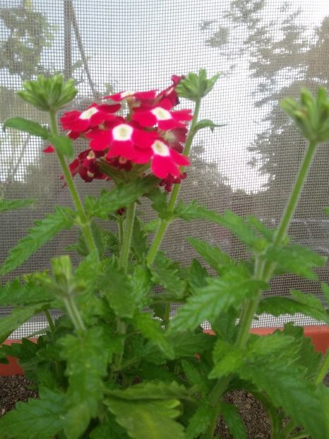  - 2018 - primavara flori