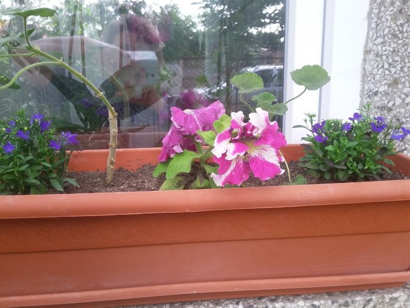  - 2018 - primavara flori