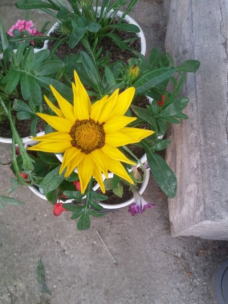  - 2018 - primavara flori