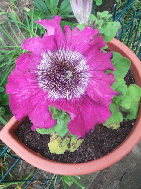  - 2018 - primavara flori