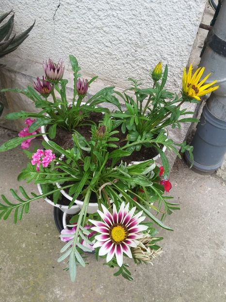  - 2018 - primavara flori