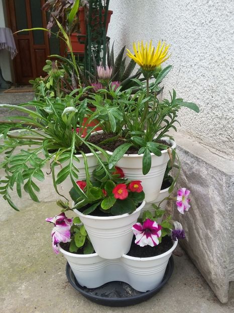  - 2018 - primavara flori