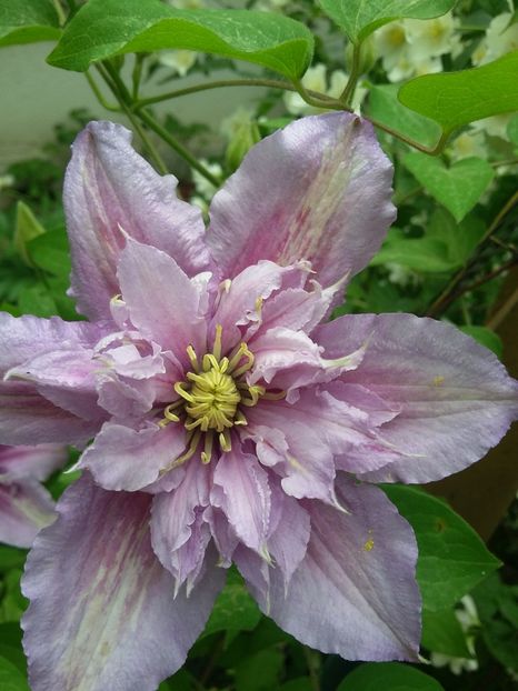  - 2018 - primavara flori