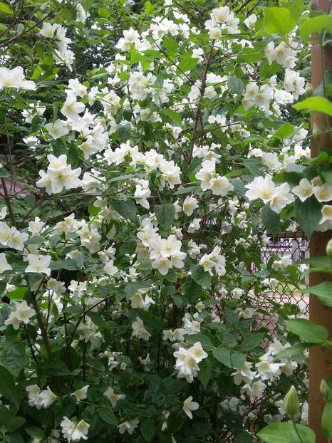  - 2018 - primavara flori