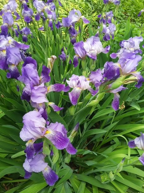  - 2018 - primavara flori