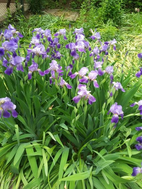  - 2018 - primavara flori