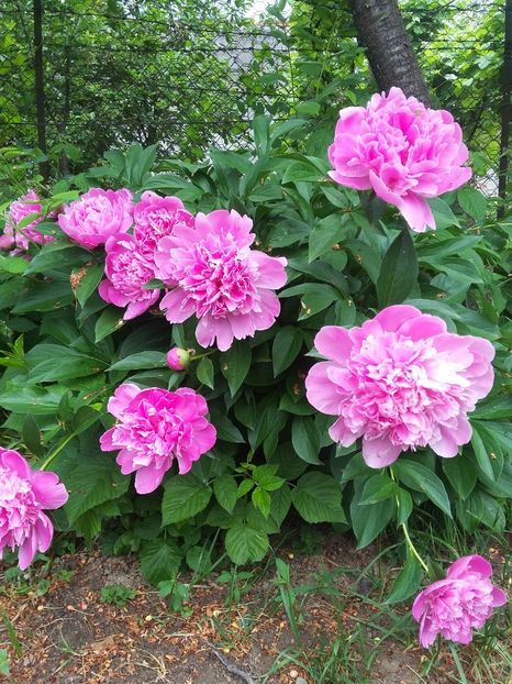  - 2018 - primavara flori