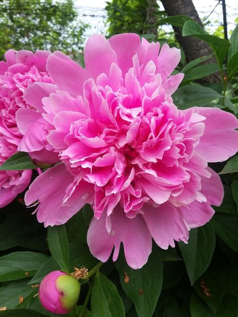  - 2018 - primavara flori