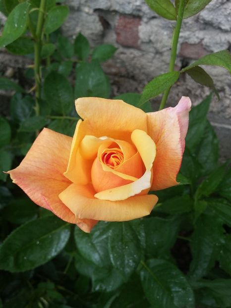  - 2018 - primavara flori