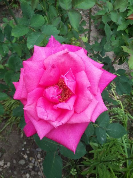  - 2018 - primavara flori