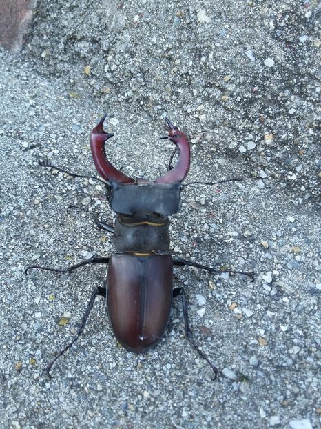  - 2018 - primavara flori