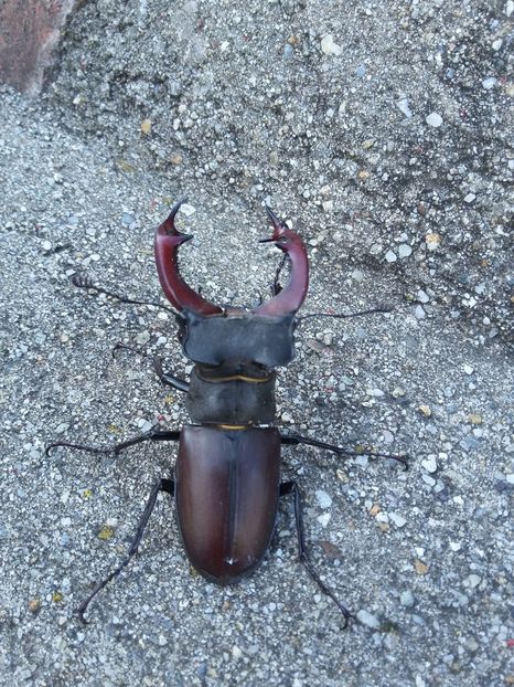  - 2018 - primavara flori