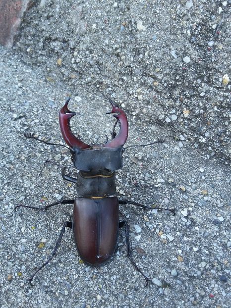  - 2018 - primavara flori