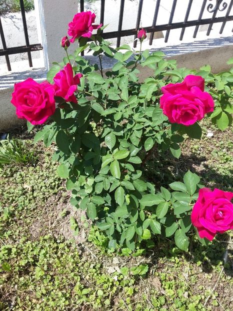  - 2018 - primavara flori