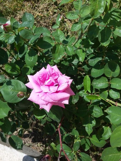  - 2018 - primavara flori