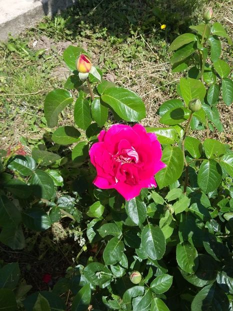  - 2018 - primavara flori