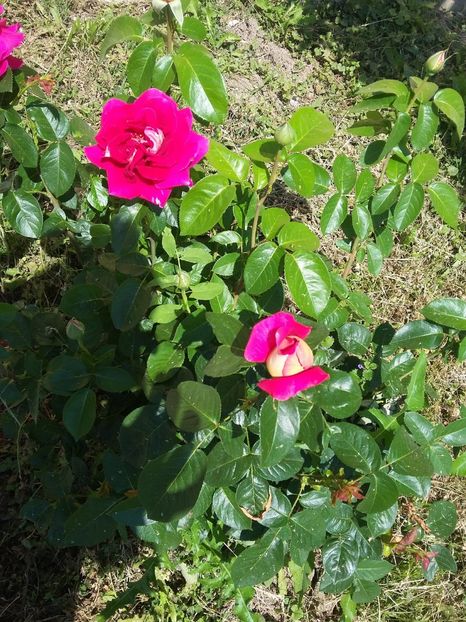  - 2018 - primavara flori