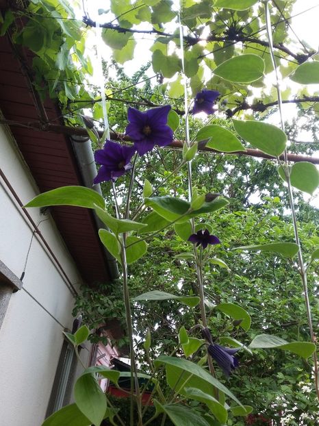  - 2018 - primavara flori